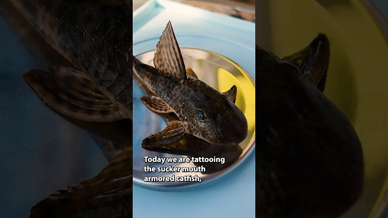 Tattooing Armored Catfish #invasivespecies