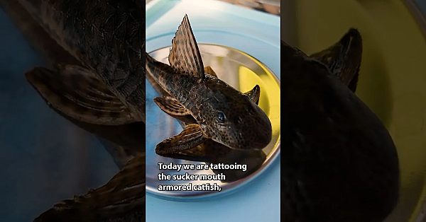 Tattooing Armored Catfish #invasivespecies