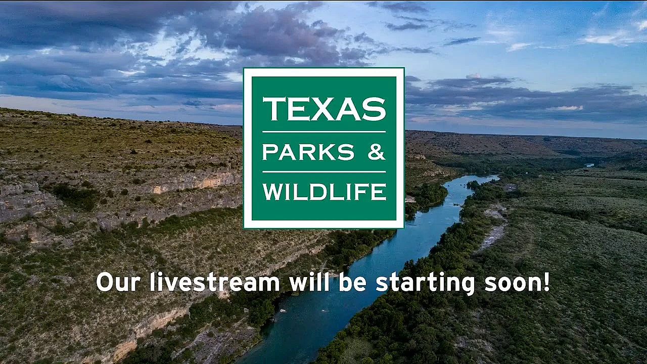 Texas Parks And Wildlife Live Stream