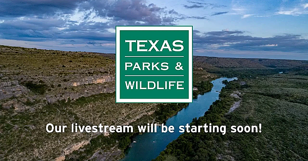 Texas Parks And Wildlife Live Stream