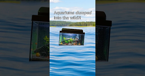 That Ain't Right! #invasivespeciesweek