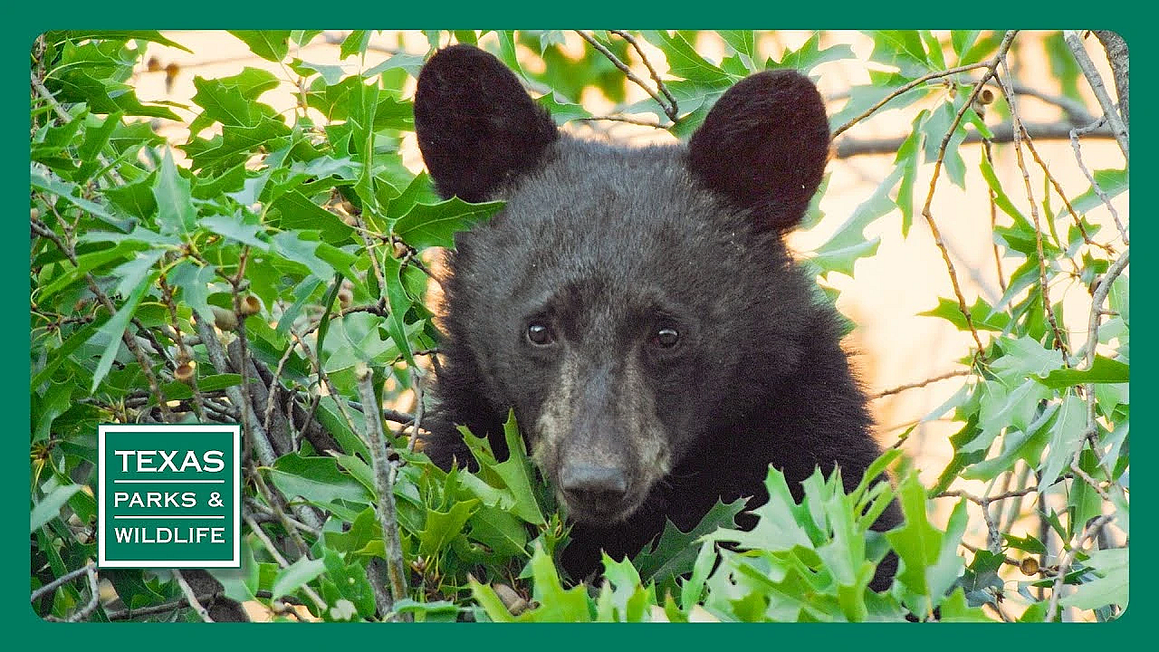 Pbs Trailer - Black Bears, Seminole Canyon &amp; Texas Bigfoot