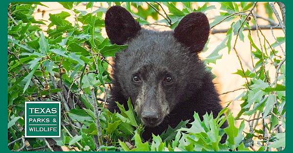 Pbs Trailer - Black Bears, Seminole Canyon &amp; Texas Bigfoot