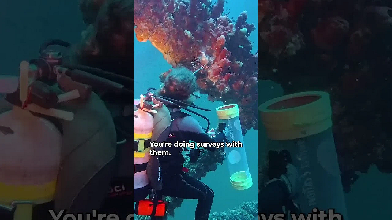 Invasion of the Lionfish! #invasivespecies #texascoast
