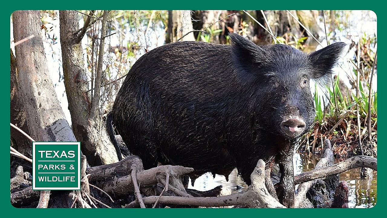 Pbs Preview - Feral Pig Cookoff, Quail Ranch &amp; Kickapoo Cavern