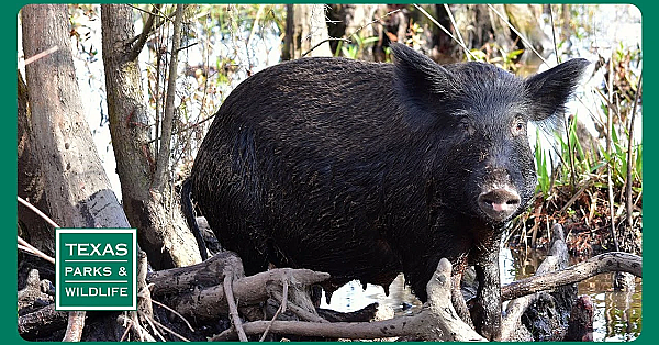 Pbs Preview - Feral Pig Cookoff, Quail Ranch &amp; Kickapoo Cavern