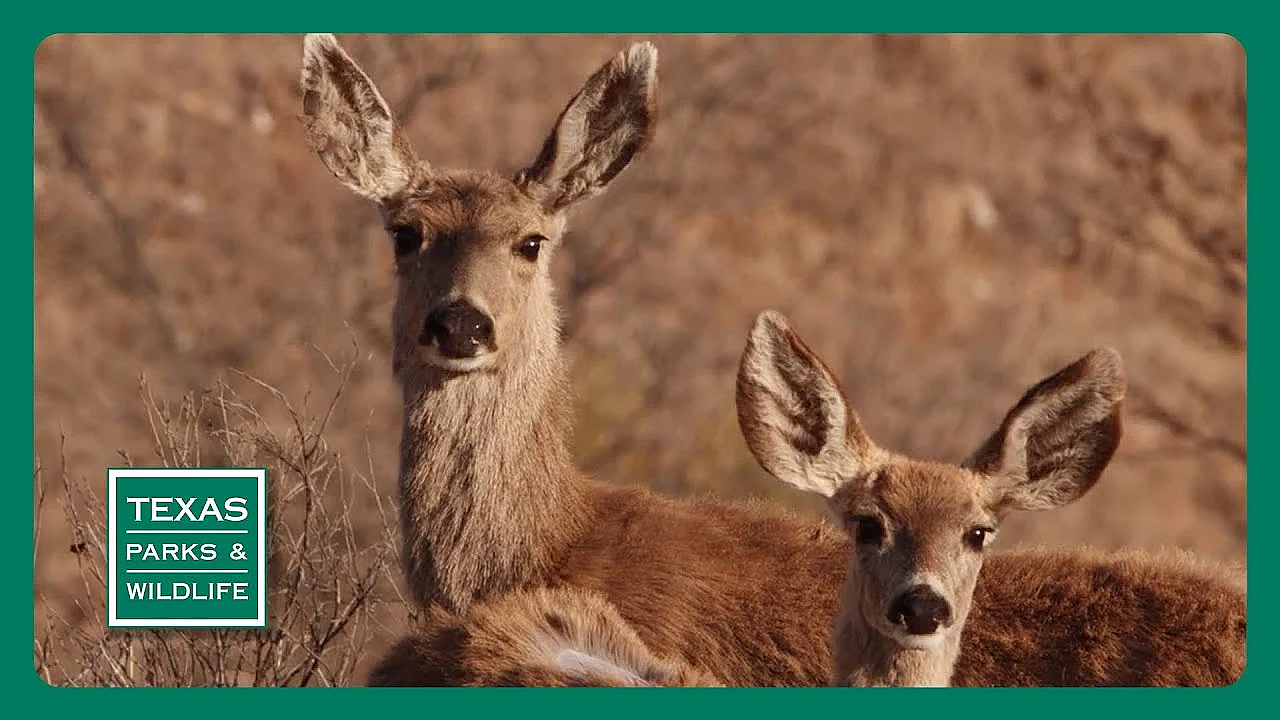 Pbs Preview- Saving Sharks, Indian Springs, Parks On The Air