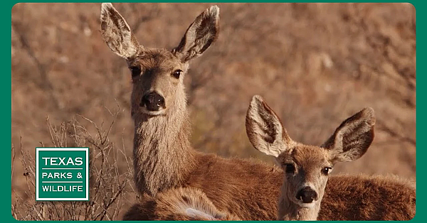 Pbs Preview- Saving Sharks, Indian Springs, Parks On The Air