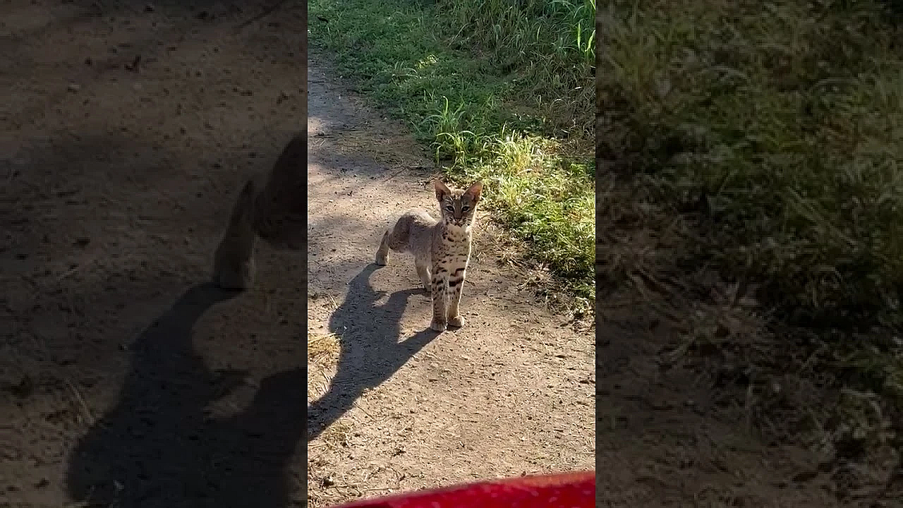 Baby Bobcat