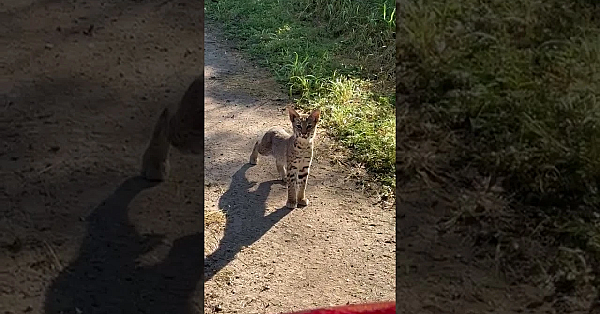 Baby Bobcat