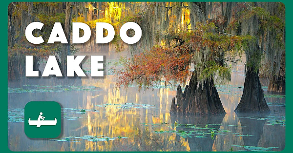 Caddo Lake - Postcard From Texas