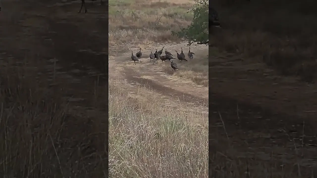 Turkey drama 🍿 #turkeys