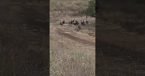 Turkey drama 🍿 #turkeys