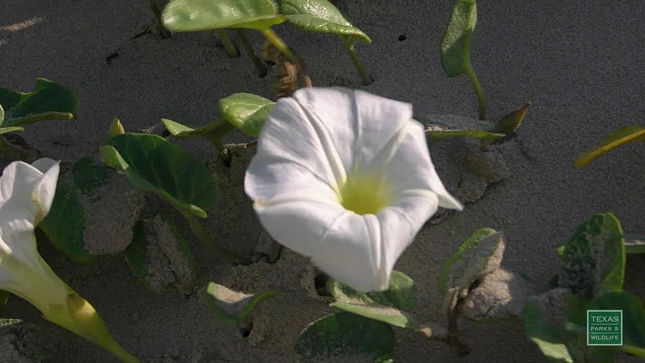Windy Morning At Mustang Island - Postcard From Texas
