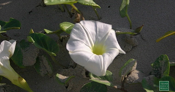 Windy Morning At Mustang Island - Postcard From Texas