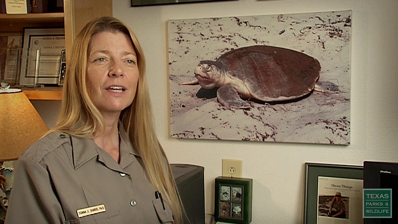 To Save The Kemps Ridley Sea Turtle - Texas Parks &amp; Wildlife [official]