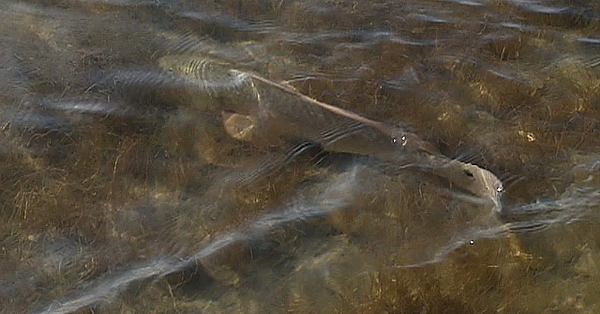 Wade Fishing The Texas Coast, Where To Wade - Texas Parks &amp; Wildlife [official]