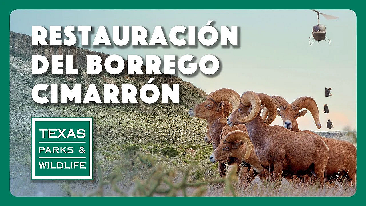 Restauración Del Borrego Cimarrón