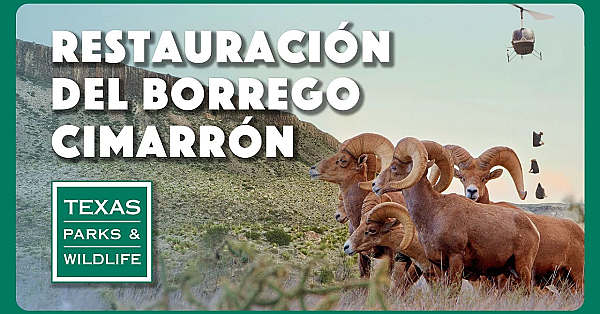 Restauración Del Borrego Cimarrón