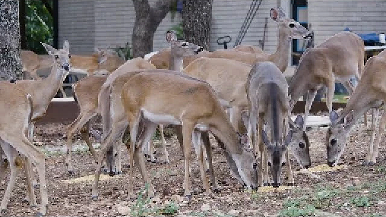 Urban Deer: How To Manage Overabundant Deer
