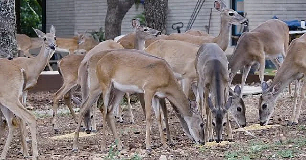 Urban Deer: How To Manage Overabundant Deer