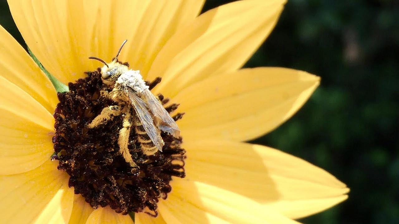 Pbs Show- Bee Folks, Coastal Prairie Protectors &amp; Fort Boggy