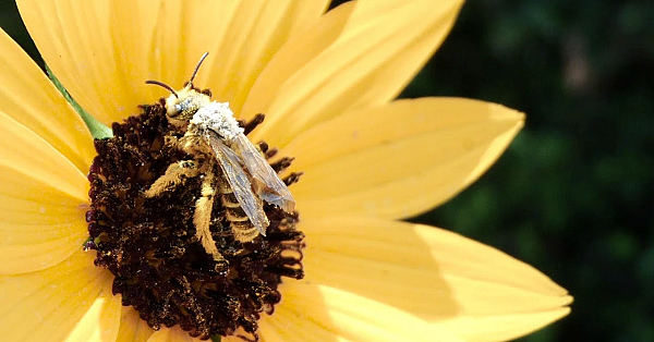 Pbs Show- Bee Folks, Coastal Prairie Protectors &amp; Fort Boggy