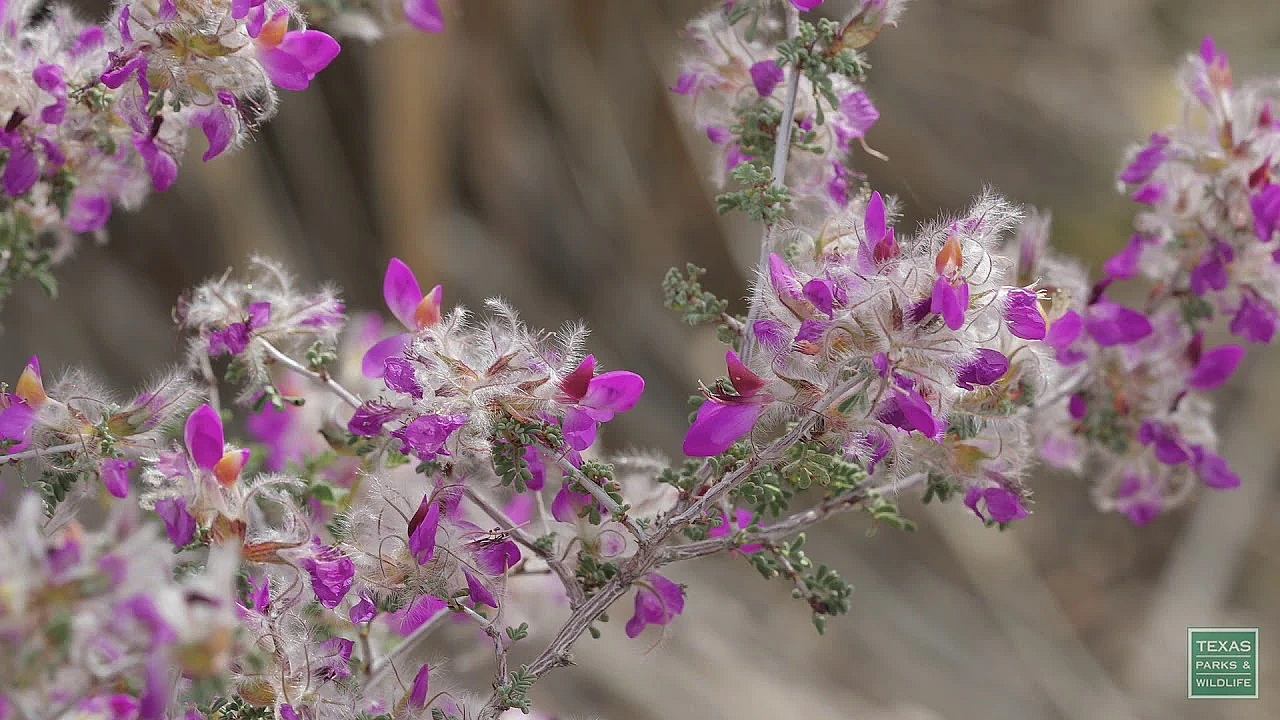 Big Bend's Spring Blooms - Postcard From Texas