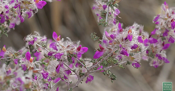 Big Bend's Spring Blooms - Postcard From Texas