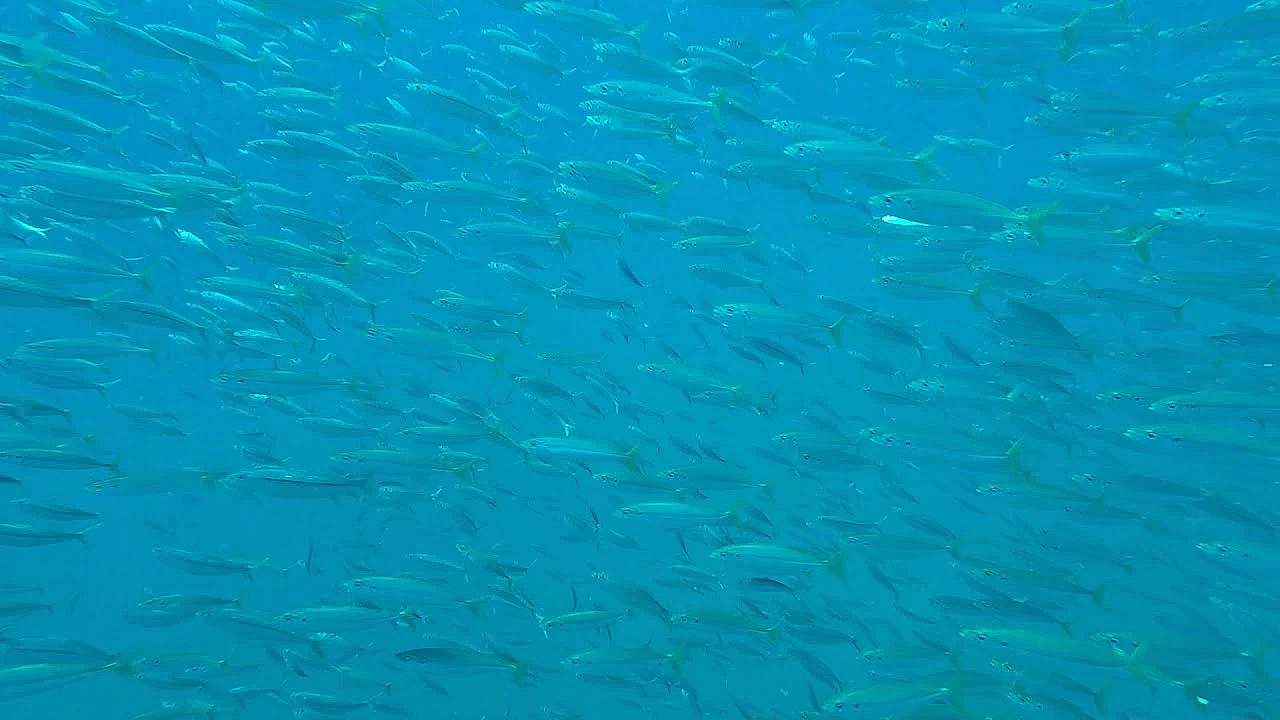 Conservation Wrangler: Rgv Reef