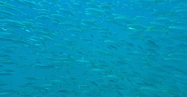 Conservation Wrangler: Rgv Reef