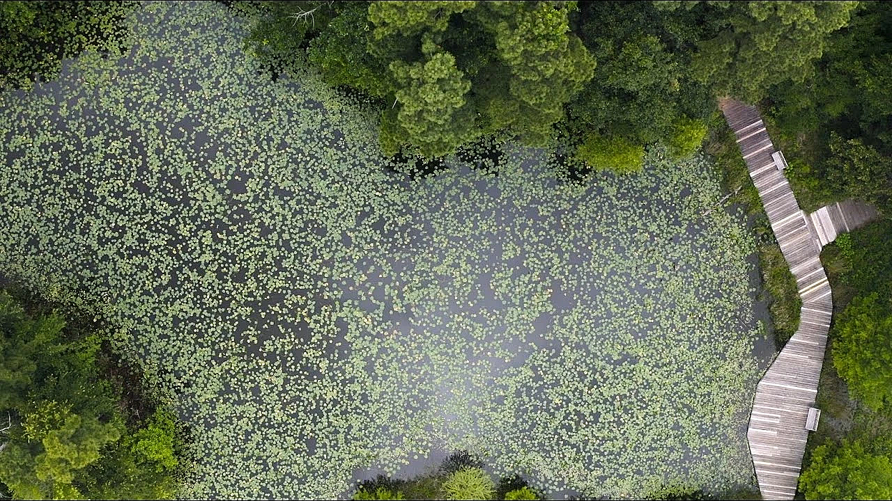 Pbs Show - Bayou City, Bark In The Park &amp; Smith Oaks Birds - #3004