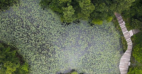 Pbs Show - Bayou City, Bark In The Park &amp; Smith Oaks Birds - #3004