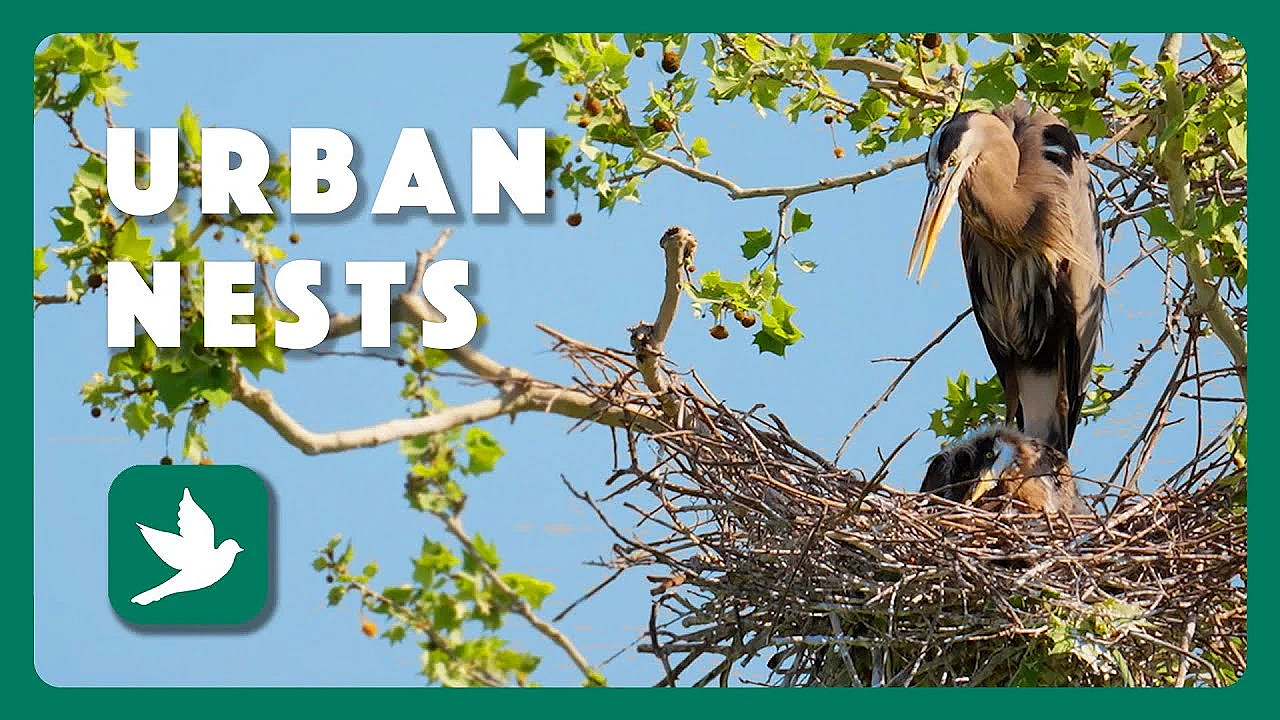 Urban Nests