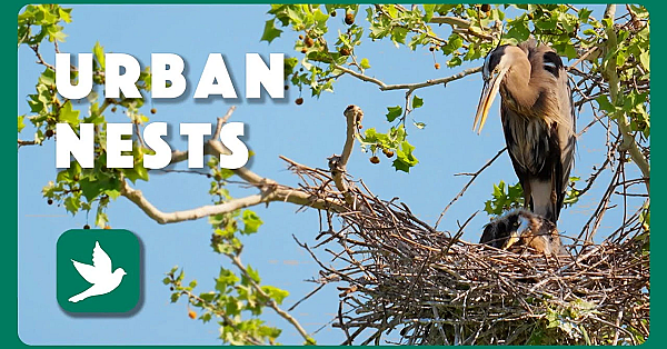 Urban Nests