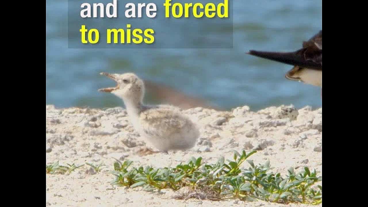 Colonial Nesting Waterbirds - Texas Parks And Wildlife