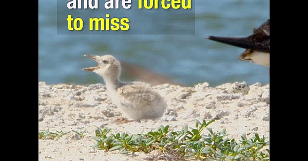 Colonial Nesting Waterbirds - Texas Parks And Wildlife