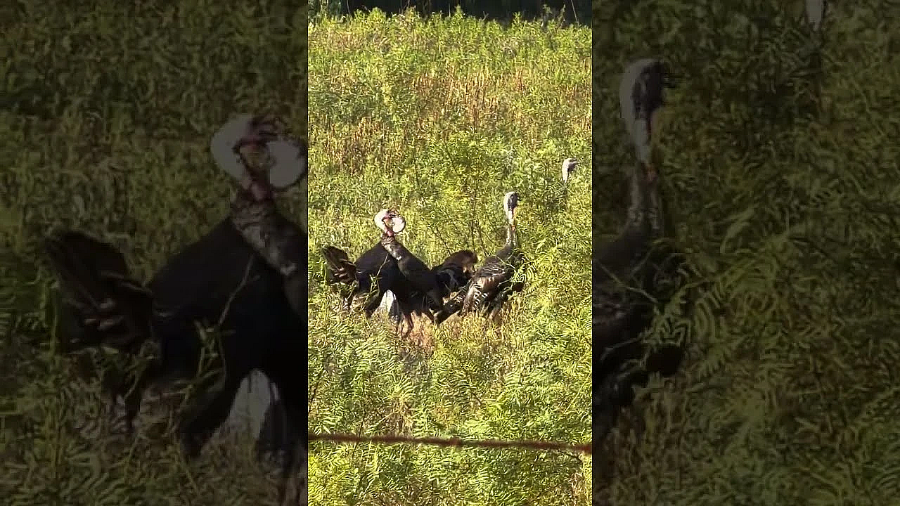 Wild Turkey Tussle #turkeys #texas