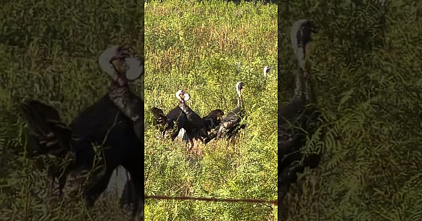 Wild Turkey Tussle #turkeys #texas