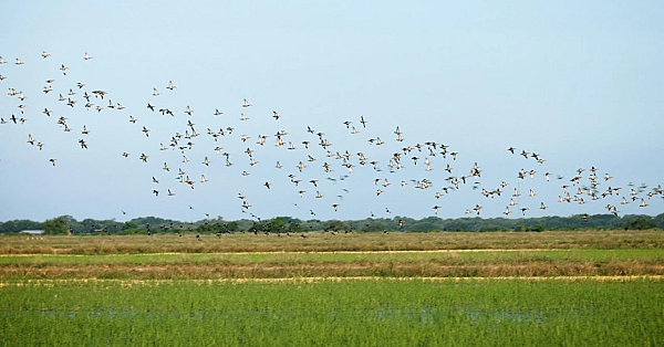 Conservation Wrangler: Prairie Wetlands Project