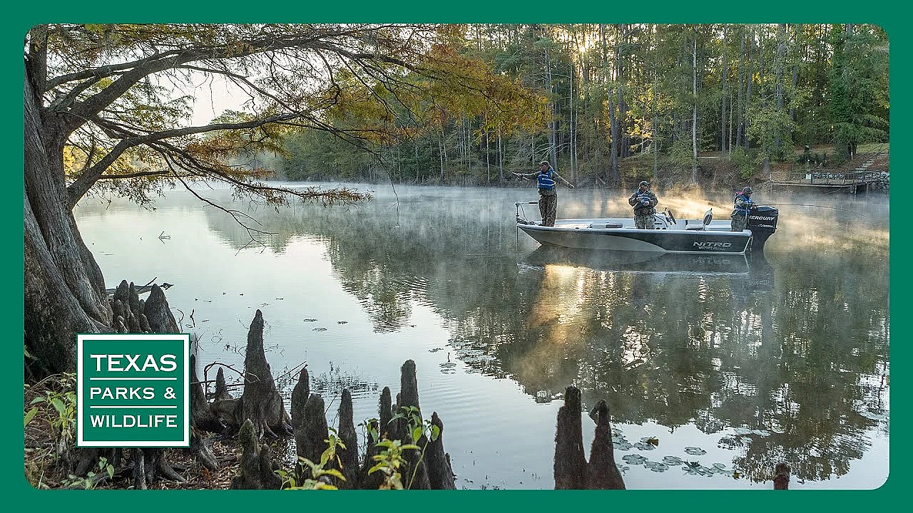 Pbs Preview- Famous Park Trees, Caddo Lake, Collegiate Camper