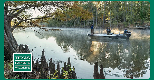 Pbs Preview- Famous Park Trees, Caddo Lake, Collegiate Camper