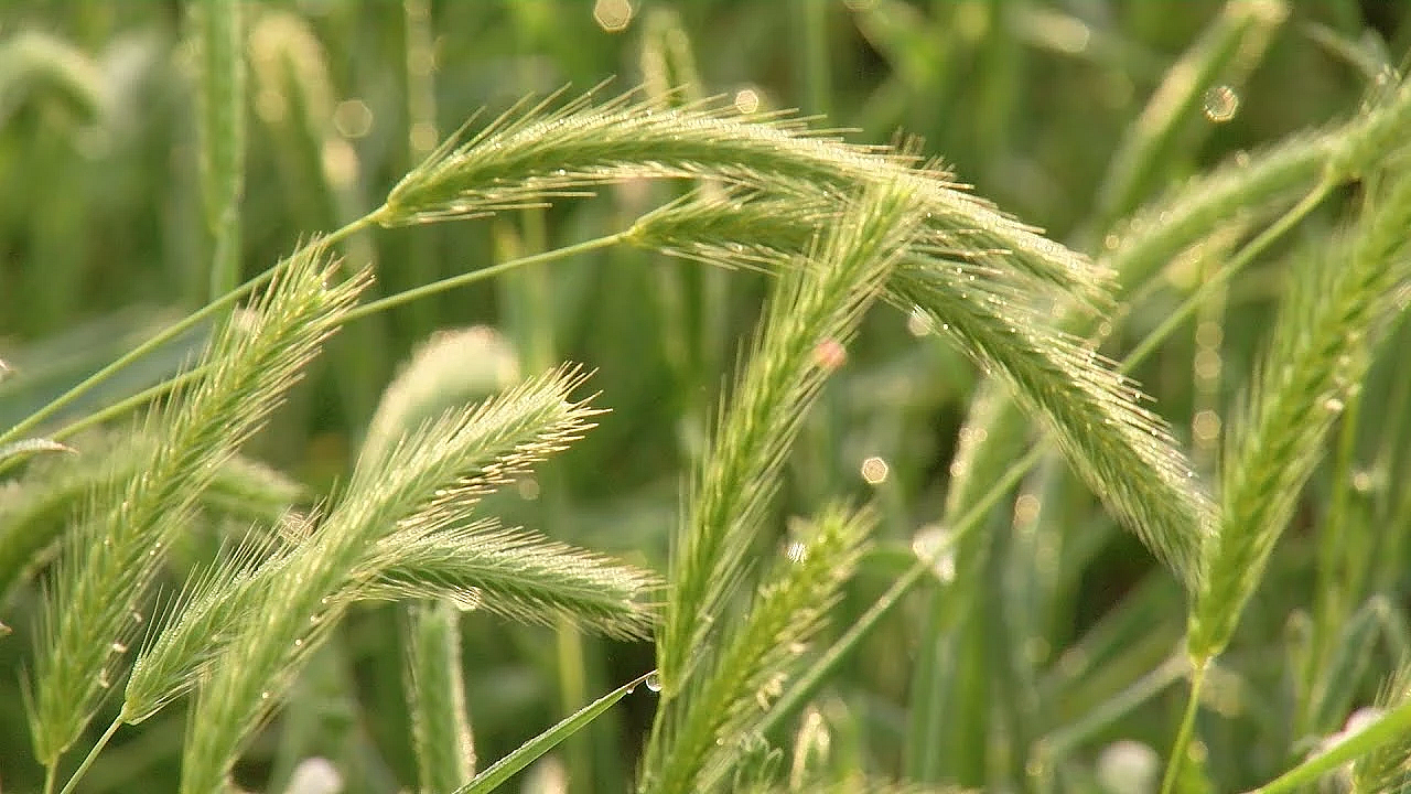 2019 Lone Star Land Steward: Kirchoff Family Farm