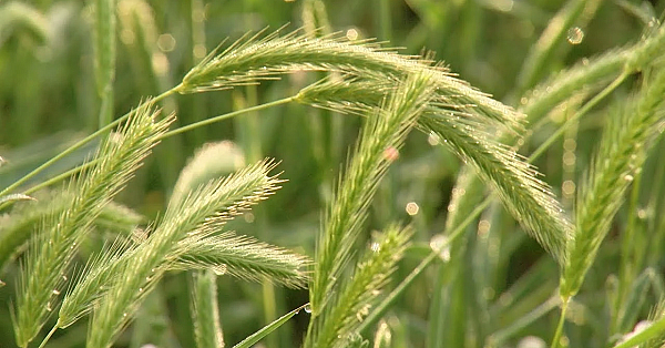 2019 Lone Star Land Steward: Kirchoff Family Farm