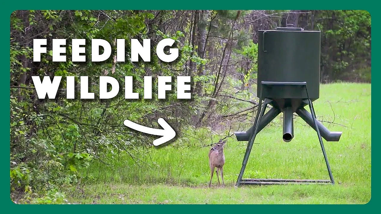 Providing Food For Wildlife