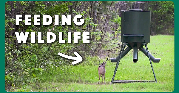 Providing Food For Wildlife