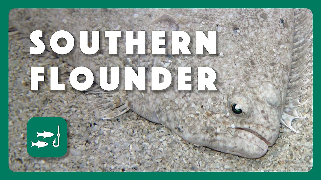 Stocking Southern Flounder