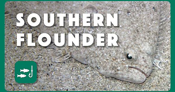 Stocking Southern Flounder