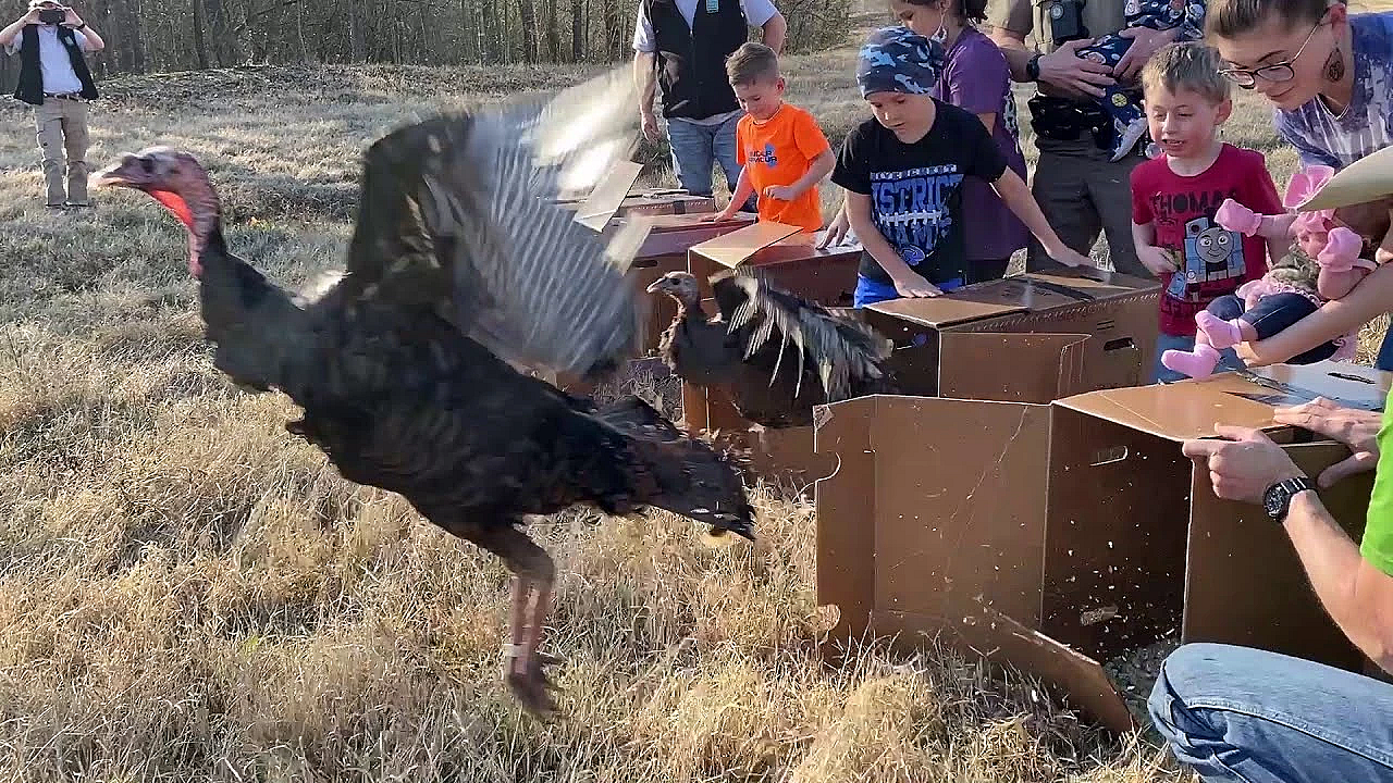 Wild Turkeys Get A New Home