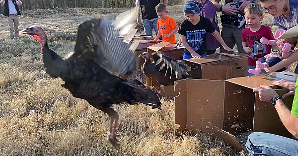 Wild Turkeys Get A New Home